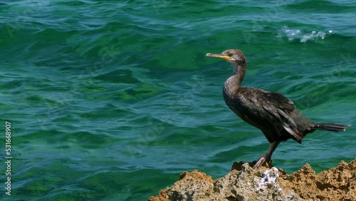 Closeup of one  Great Cormorant (Phalacrocorax carbo) on a rock.
Funny scene of a Cormorant on a rock that after looking everywhere, defecates. photo