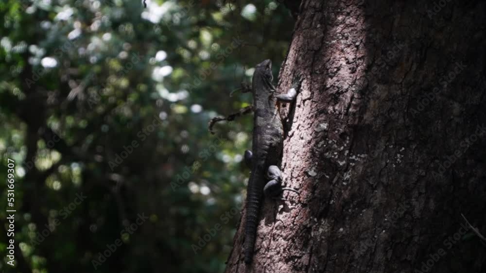 Wild special lizard sitting on a tree in the rainforest of Costa Rica. Wild special lizard sitting on a tree in the rainforest of Costa Rica.