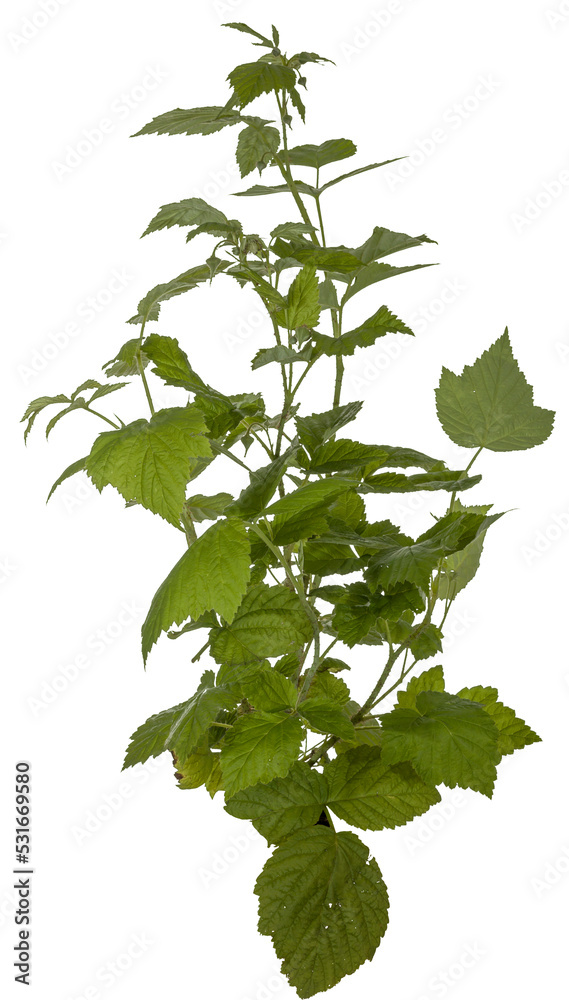 green leaves of a redberry bush / blackberry bush isolated on transparent background - png - image compositing footage green leaves of a redberry bush / blackberry bush isolated on transparent background - png - image compositing footage