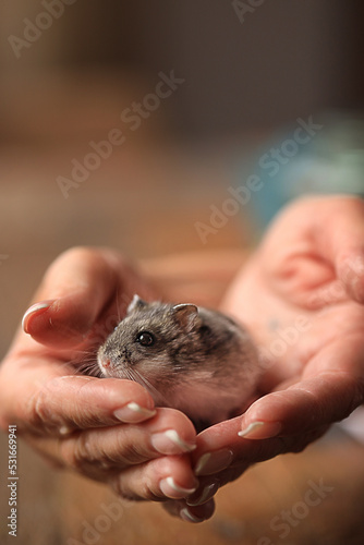 hamster in hand