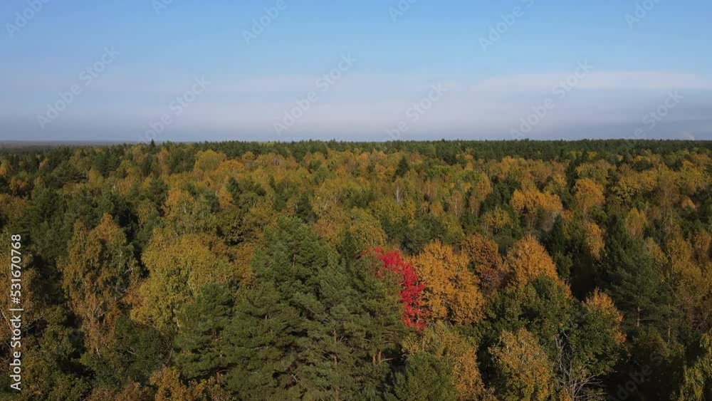 dense autumn forest in sunny weather, shooting from a drone dense autumn forest in sunny weather, shooting from a drone