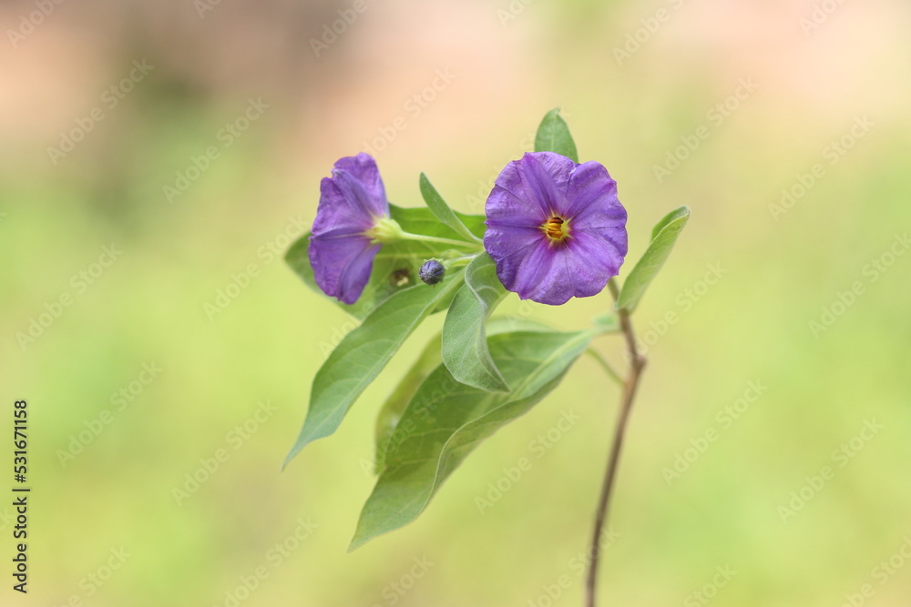 Fototapeta premium Lycianthes rantonnetii, the blue potato bush or Paraguay nightshade is a species of flowering plant in the nightshade family Solanaceae, native to South America but also found in the Mediterranean