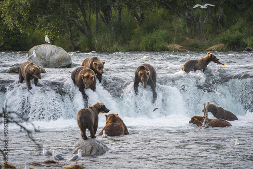Bären Brooks Falls