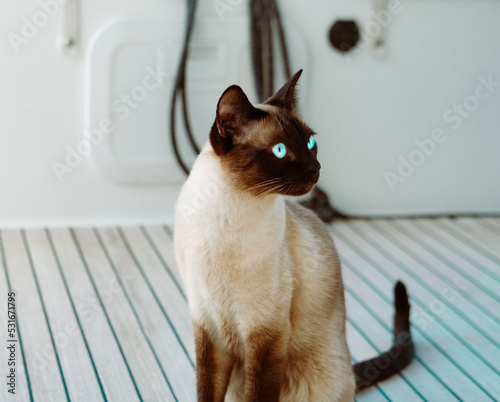 curious siamese cat beautiful grown up on deck of boat or yacht teack wood floor © Ela