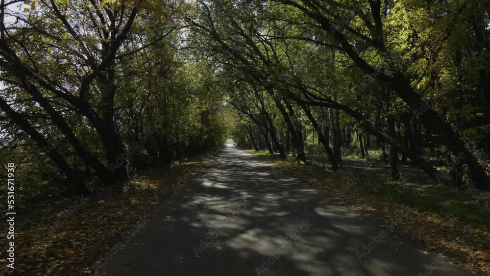 autumn olea of trees along the road in sunny weather autumn olea of trees along the road in sunny weather