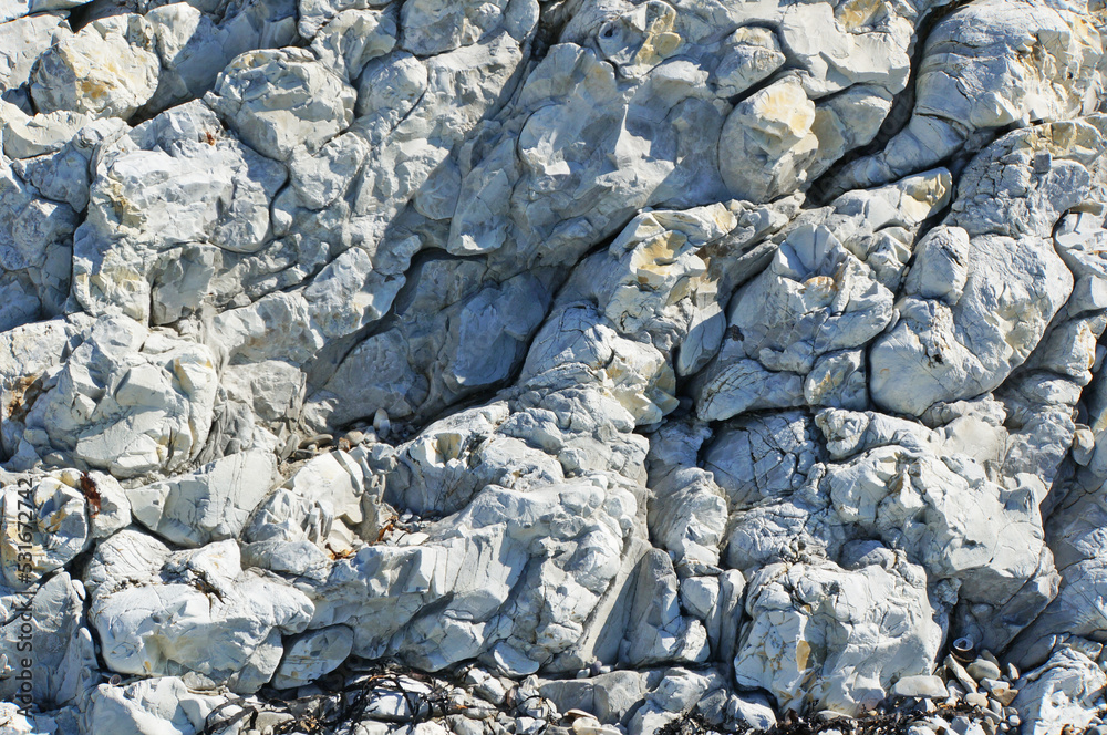 Newly elevated seabed rock formations on the shore of the Kaikoura coast, New Zealand