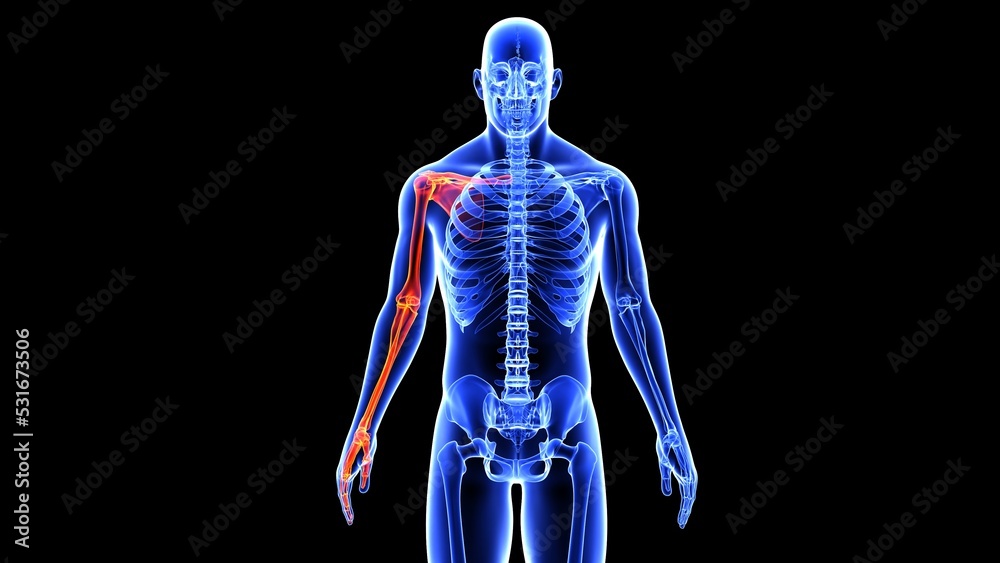 human left and right scapula bone anatomy and hand bones with beauty bone 3d illustration human left and right scapula bone anatomy and hand bones with beauty bone 3d illustration