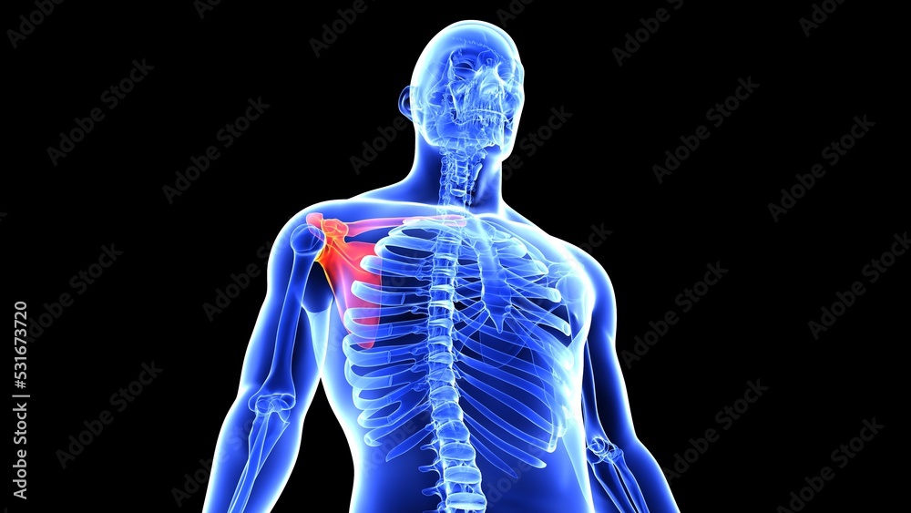 human left and right scapula bone anatomy and hand bones with beauty