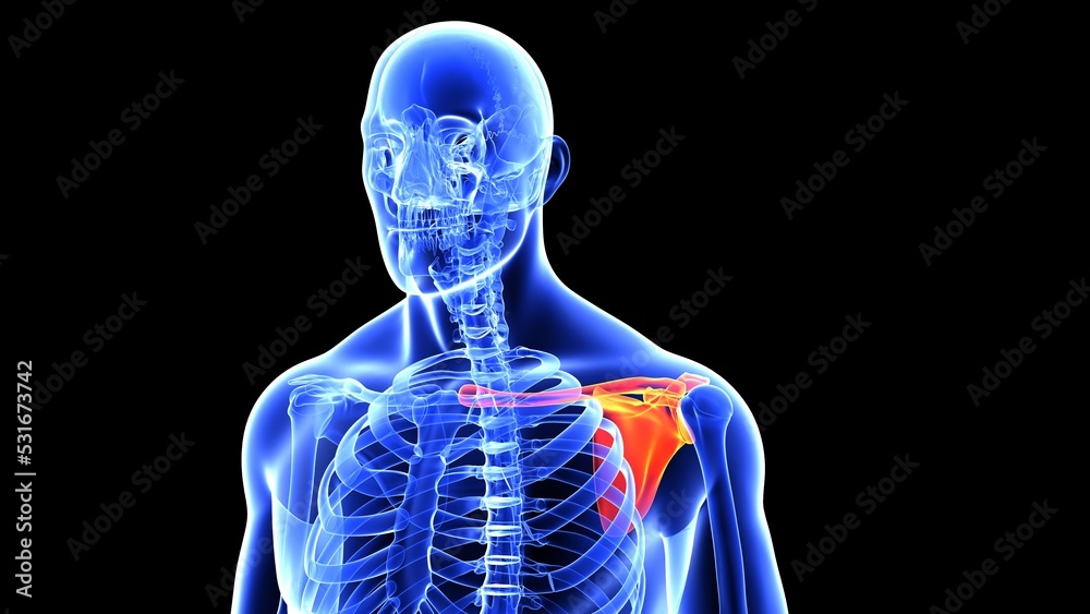 human left and right scapula bone anatomy and hand bones with beauty bone 3d illustration human left and right scapula bone anatomy and hand bones with beauty bone 3d illustration