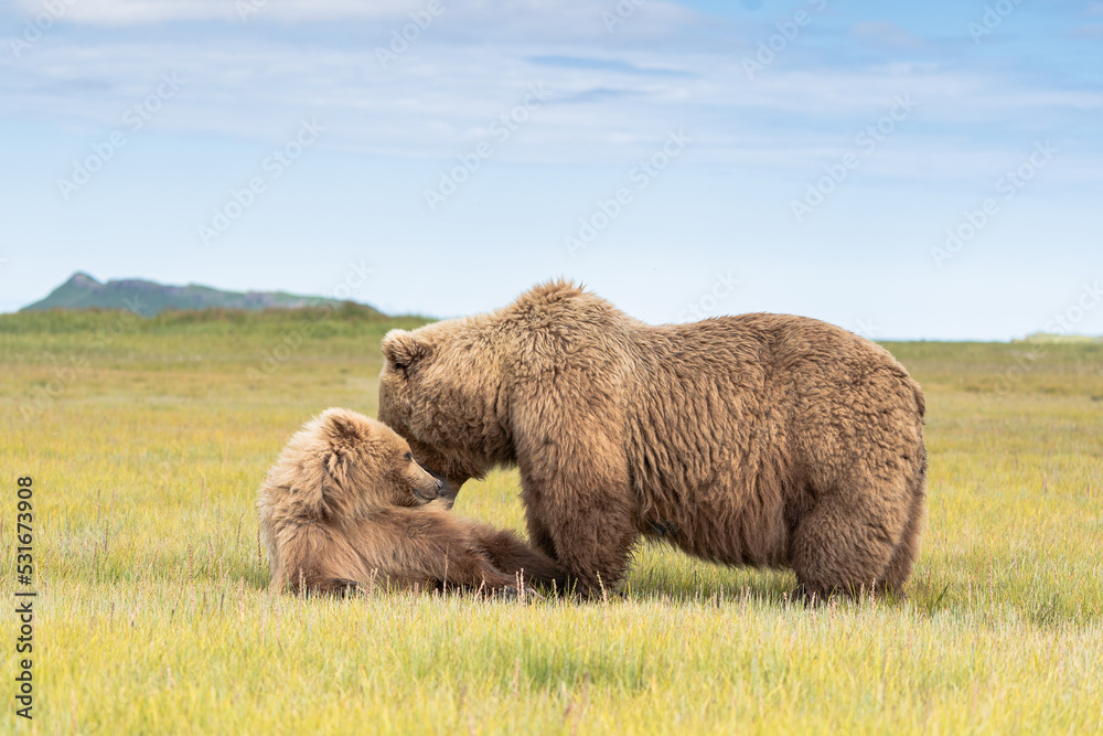 Fototapeta premium Bärenmama und Bärenbaby in Alaska