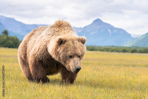 Grizzlybär in Alaska