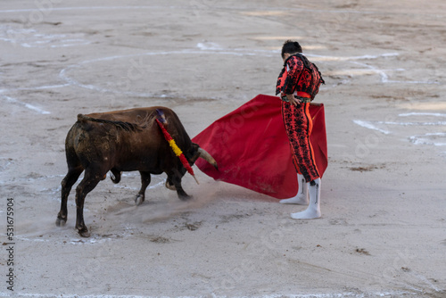 bullfighter capping a steer, heifer bullfight, Inca, Majorca, Balearic Islands, Spain