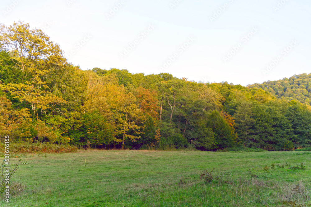 Autumn landscape with trees