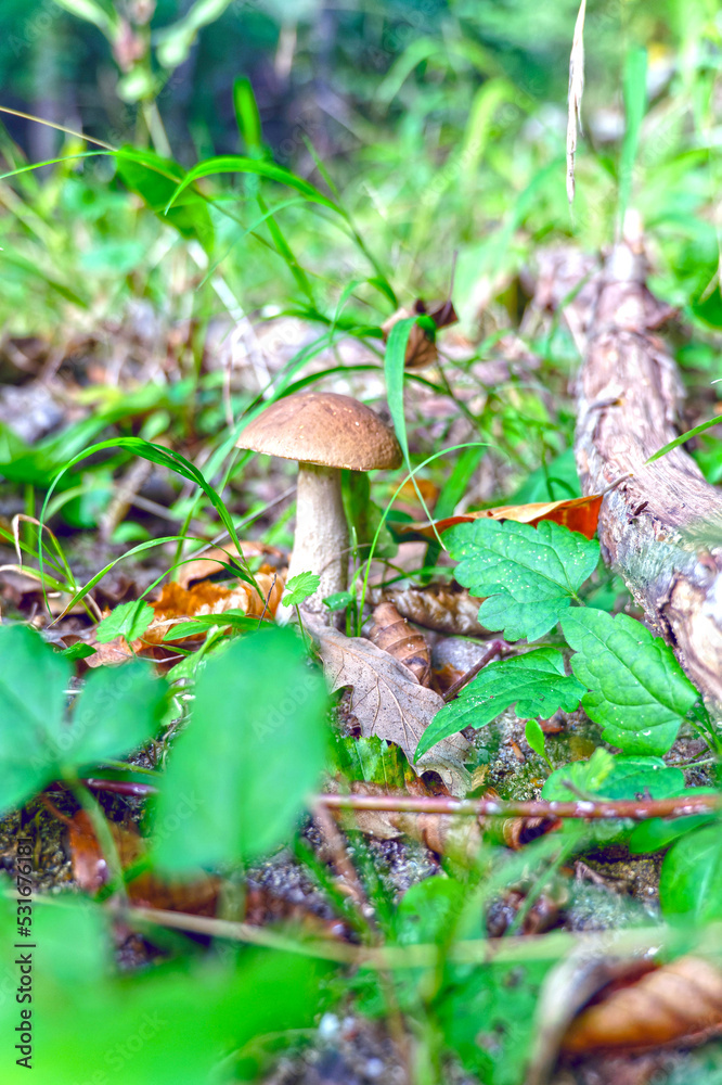 mushrooms in the forest mushrooms in the forest