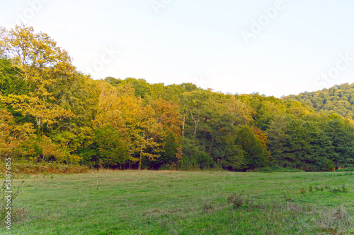 Fototapeta Naklejka Na Ścianę i Meble -  Autumn landscape with trees