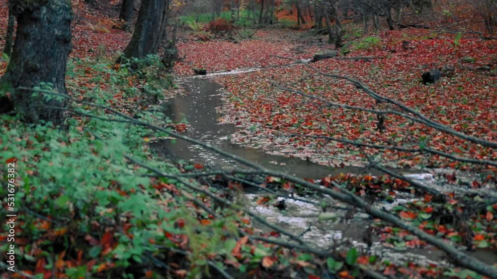 Beautiful autumn landscape with a creek flowing through the forest with colored leaves Beautiful autumn landscape with a creek flowing through the forest with colored leaves