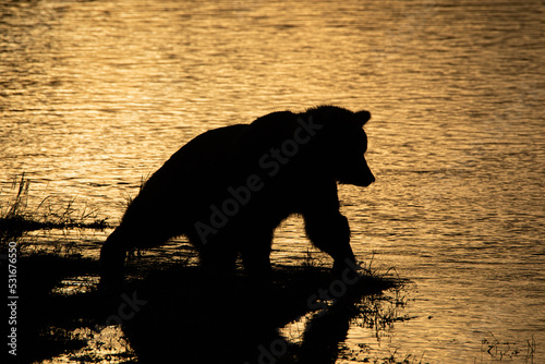 Bärensilhouette bei Sonnenaufgang