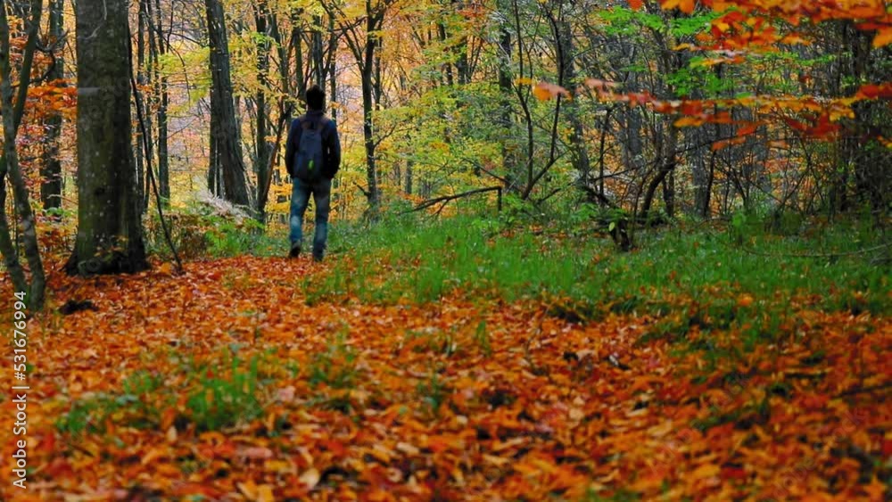 Hiker walks on the forest path in autumn Hiker walks on the forest path in autumn