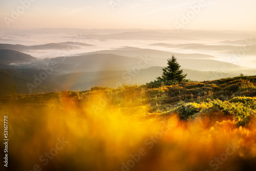 Morning fog in autumn mountains. Fir trees silhouettes on foreground. Beautiful sunrise on background. Landscape photography