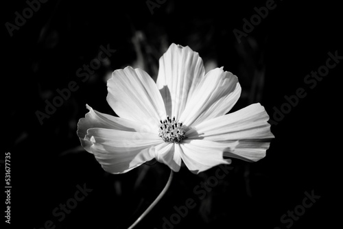 timeless white cosmos