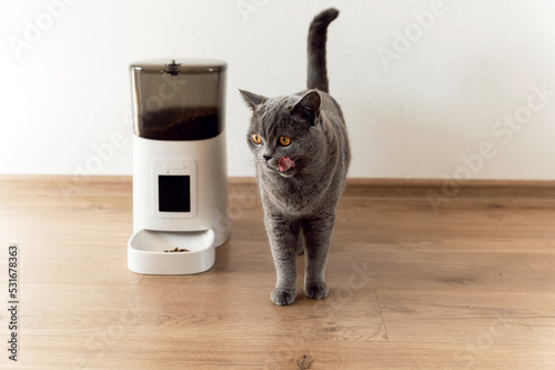 smart cat feeder Scottish cat is waiting for food. feeder for pets. automatic feeding of pet food. modern technologies. feed in the feeder. nutrition by time. domestic cat