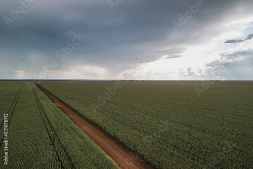 drone view of a cornfield 