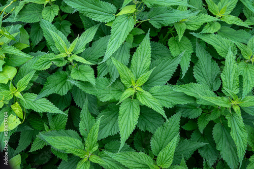 close up of nettle leaves. photo