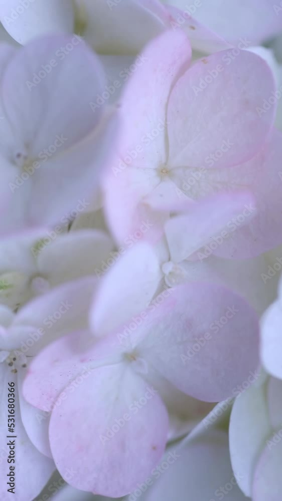 White hydrangea flowers slowly sway in the wind White hydrangea flowers slowly sway in the wind