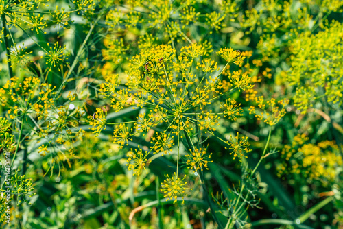 dill flower in the garden photo