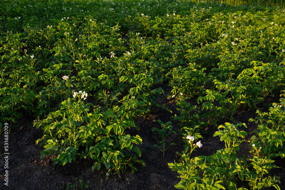 Potatoes plants in vegetables garden farmland