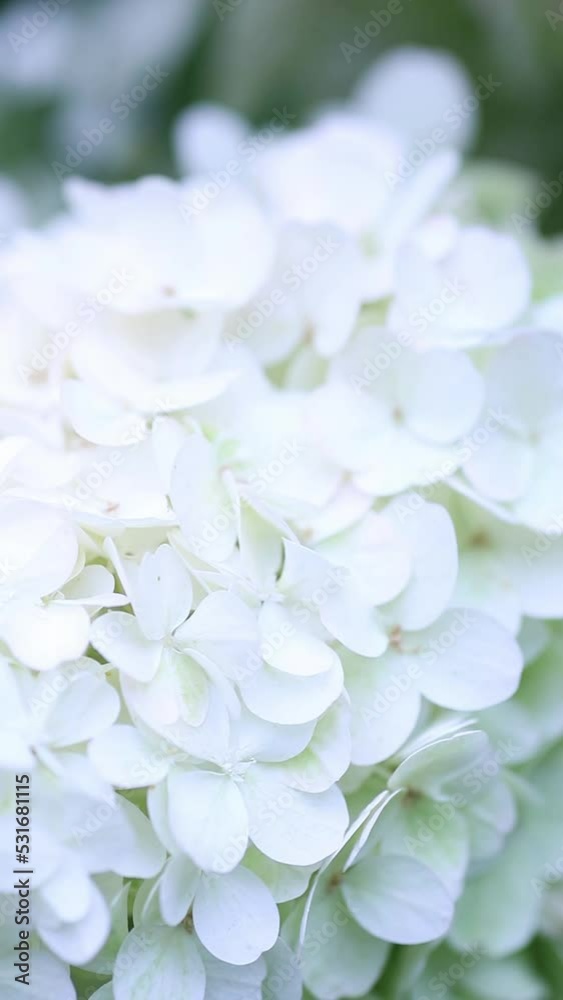 White hydrangea flowers slowly sway in the wind