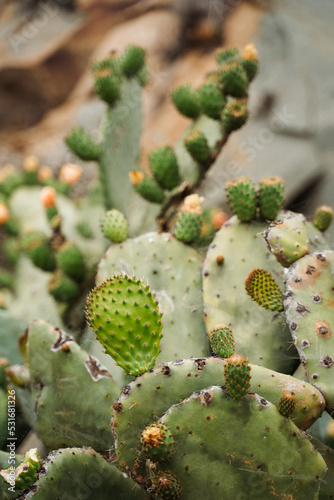 Giant green cactus in Morro Bay california ecosystem wildlife along highway 101