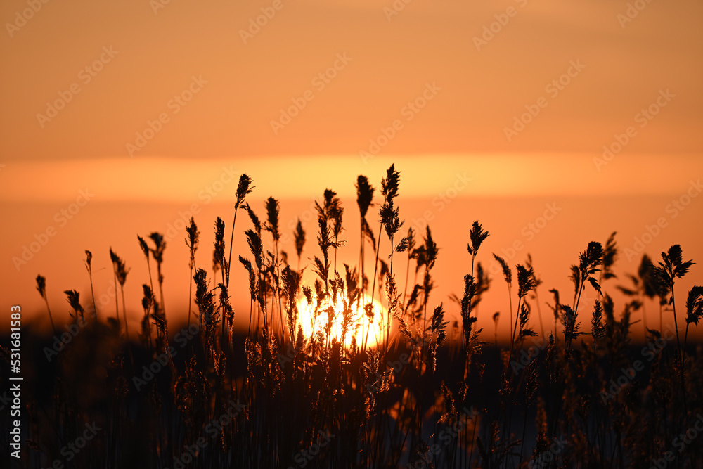 Golden sunset, Sun behind seaside grass