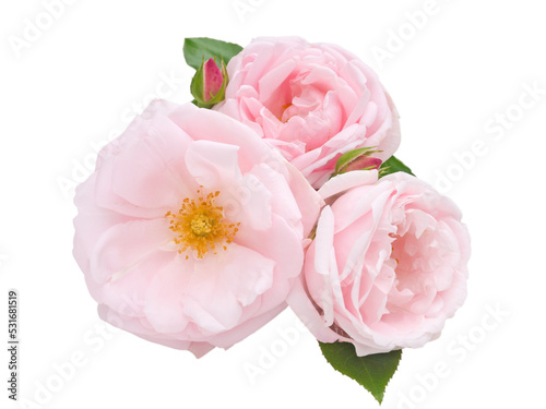 Three pale pink roses with buds isolated transparent png 