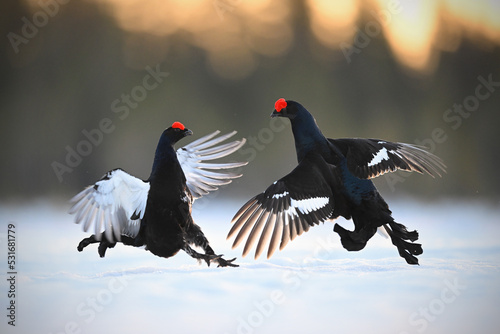 Two male Black grouse fighting at lek site in snow in sunrise gold backlit