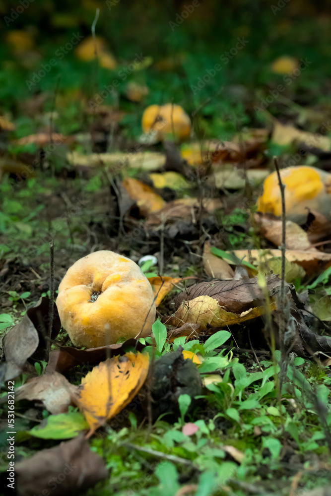 quince. autumn is harvest time. quince on the ground. background. quince. autumn is harvest time. quince on the ground. background.