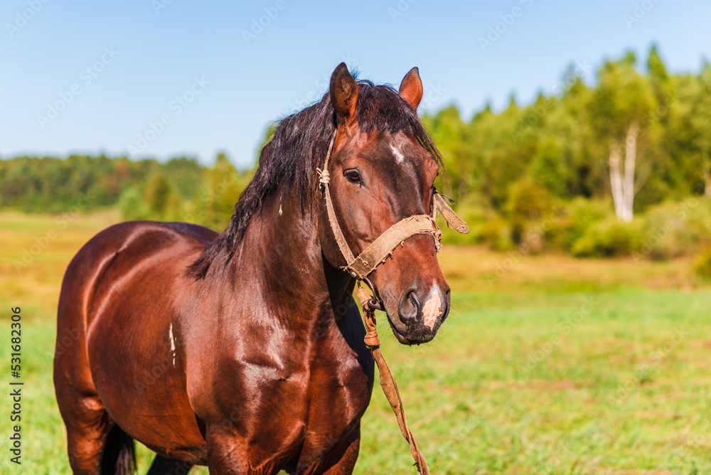 Obraz premium Brown Workhorse standing in a farmfield on a summer day.In a background outdoors nature trees.