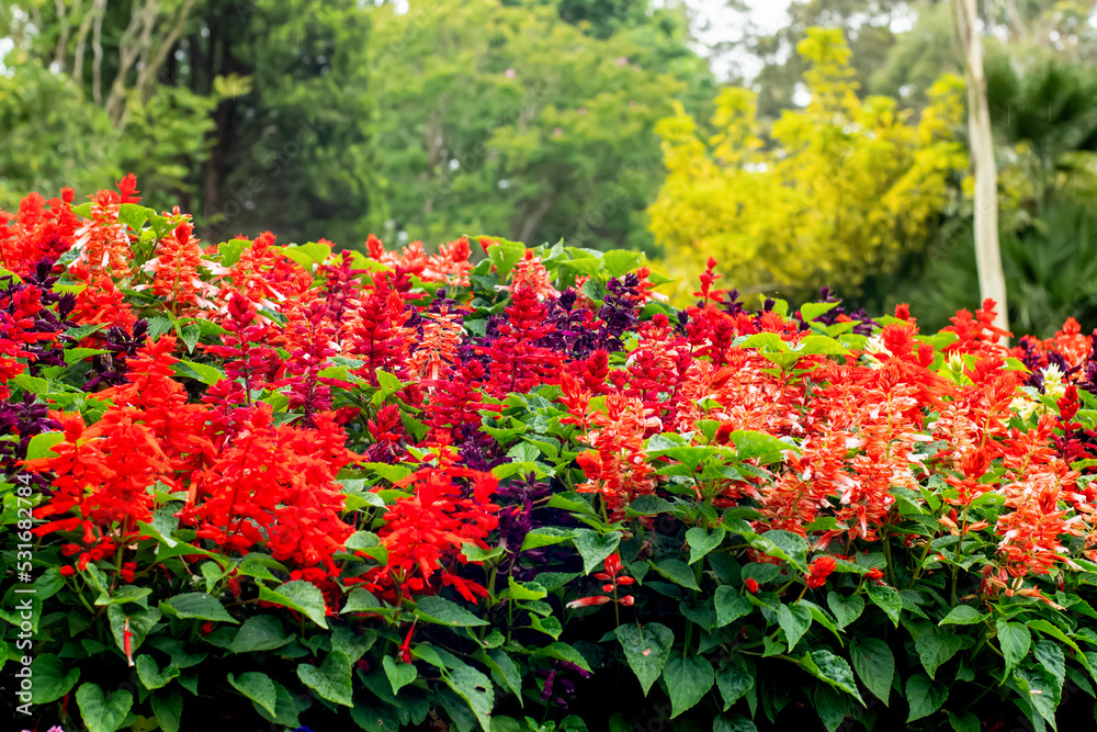 Salvia splendens Scarlet sage flowers in a full bloom in the garden Salvia splendens Scarlet sage flowers in a full bloom in the garden