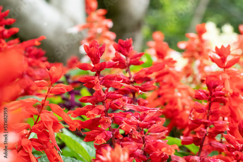 Fototapeta Naklejka Na Ścianę i Meble -  Salvia splendens Scarlet sage flowers in a full bloom in the garden