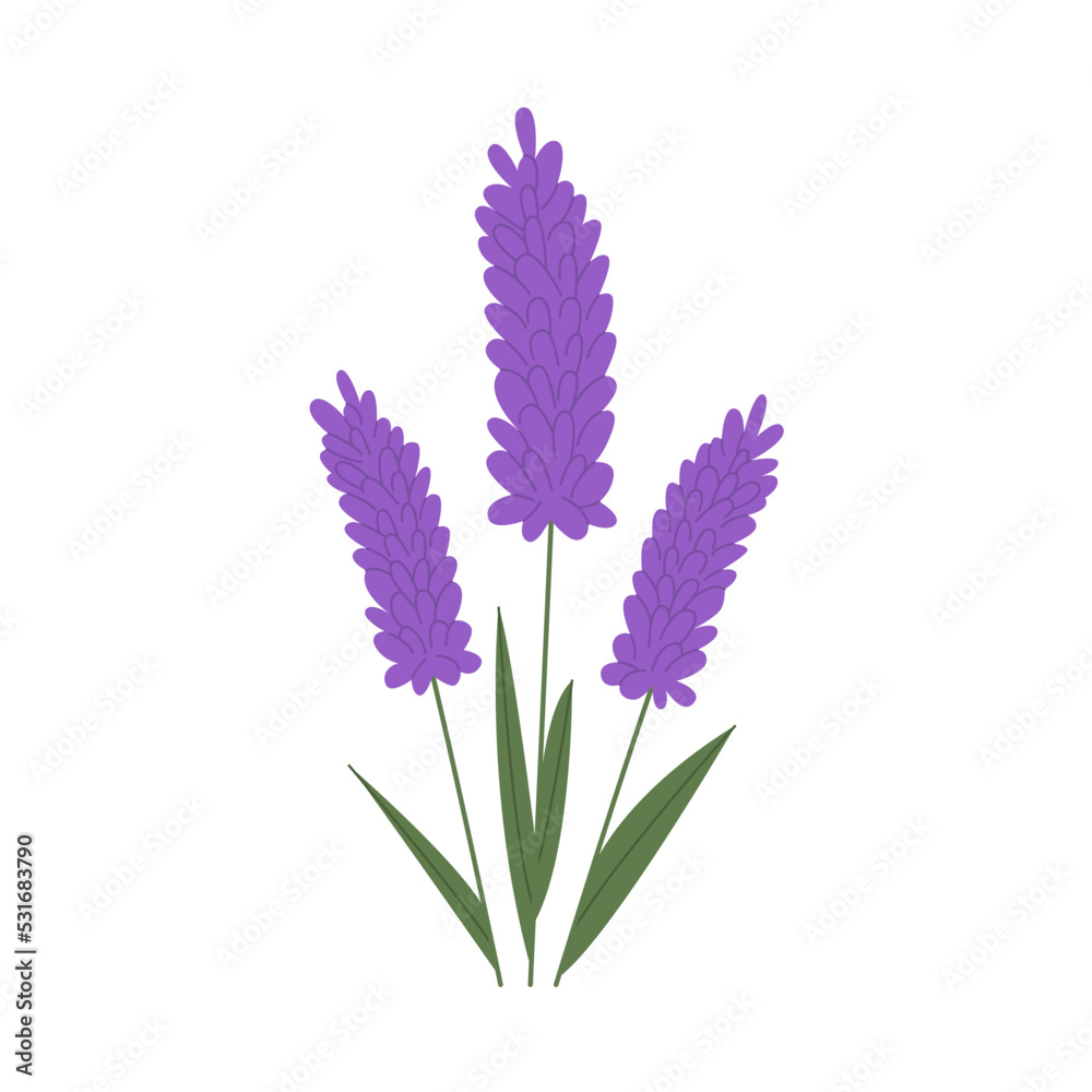Obraz premium Bunch of lavender flowers