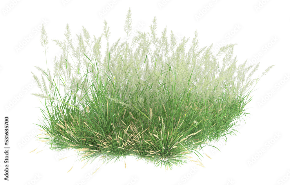Grass on transparent background. 3d rendering - illustration Grass on transparent background. 3d rendering - illustration