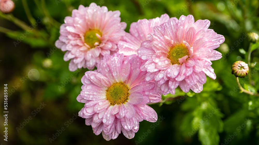 Three powder pink dahlia flowers with raindrops planted in the garden. Three powder pink dahlia flowers with raindrops planted in the garden.