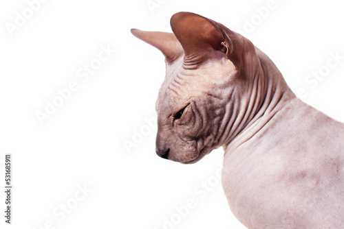 Don Sphinx, Bald cat isolated on a white background closeup animal © Alex M