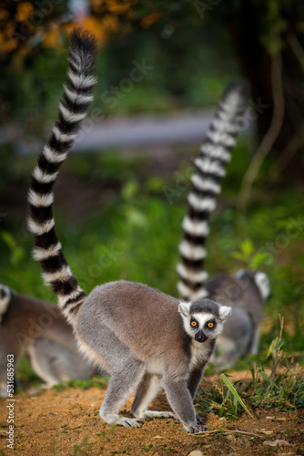 lemur catta in the nature park