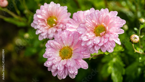 Three powder pink dahlia flowers with raindrops planted in the garden.