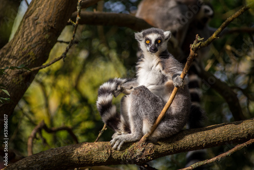 lemur catta in the nature park
