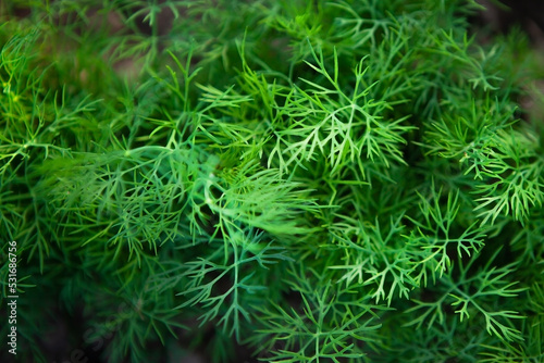 Fresh young dill growing in rows on a vegetable patch  top view  close-up. 