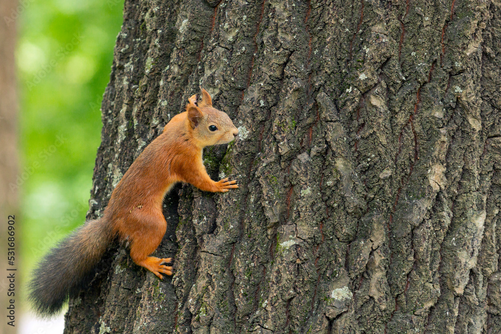 Funny squirrel in the autumn forest. Funny squirrel in the autumn forest.