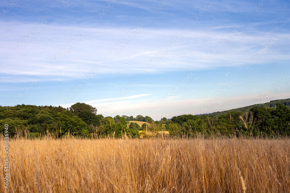 View of a field on a summer afternoon, Wealden, East Sussex, England