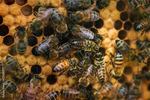 Close up of bees in hive / honeycomb